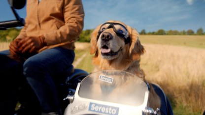 Seresto Halsband für große Hunde | ab 8 kg 