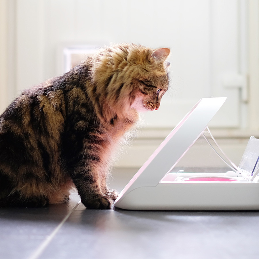 SureFlap SureFeed Microchip Cat & Small Dog Feeder White