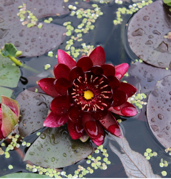 🌸【7 days germination】Last Day Sale - 50% OFF💐The Sacred Bonsai Bowl Lotus Flower