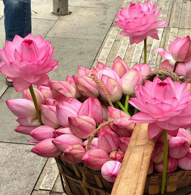 🌸【7 days germination】Last Day Sale - 50% OFF💐The Sacred Bonsai Bowl Lotus Flower