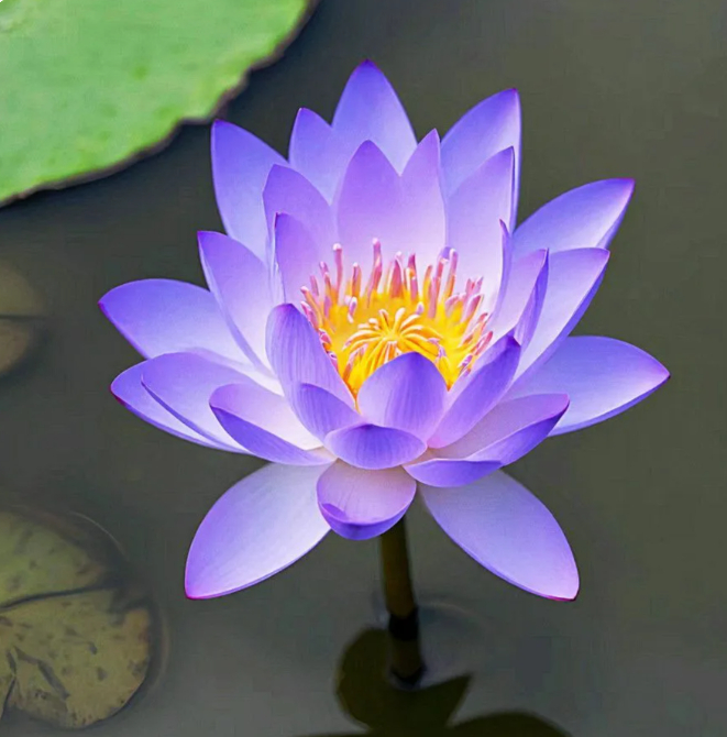 🌸【7 days germination】Last Day Sale - 50% OFF💐The Sacred Bonsai Bowl Lotus Flower