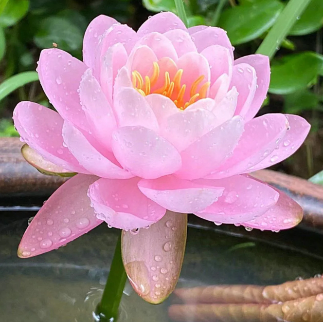 🌸【7 days germination】Last Day Sale - 50% OFF💐The Sacred Bonsai Bowl Lotus Flower