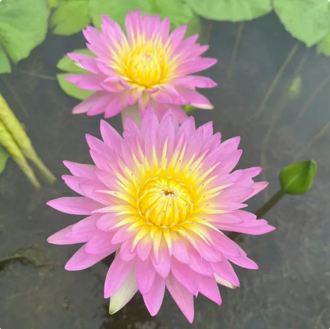 🌸【7 days germination】Last Day Sale - 50% OFF💐The Sacred Bonsai Bowl Lotus Flower