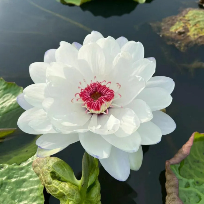 🌸【7 days germination】Last Day Sale - 50% OFF💐The Sacred Bonsai Bowl Lotus Flower
