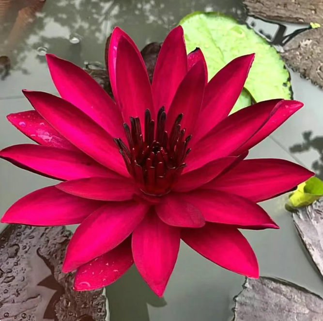 🌸【7 days germination】Last Day Sale - 50% OFF💐The Sacred Bonsai Bowl Lotus Flower