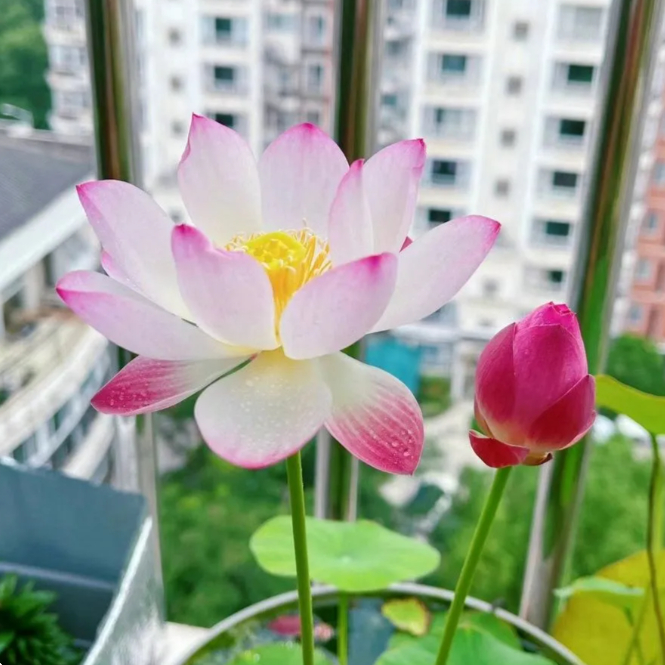🌸【7 days germination】Last Day Sale - 50% OFF💐The Sacred Bonsai Bowl Lotus Flower