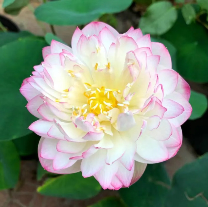 🌸【7 days germination】Last Day Sale - 50% OFF💐The Sacred Bonsai Bowl Lotus Flower