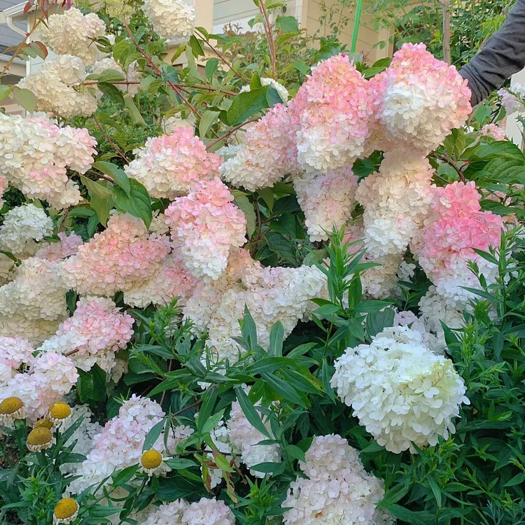 🌺Panicle Hydrangea Seeds