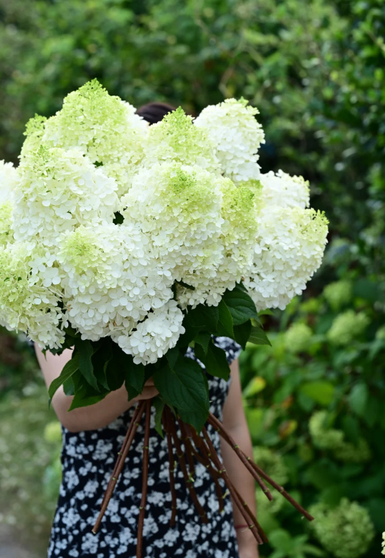 🌺Panicle Hydrangea Seeds