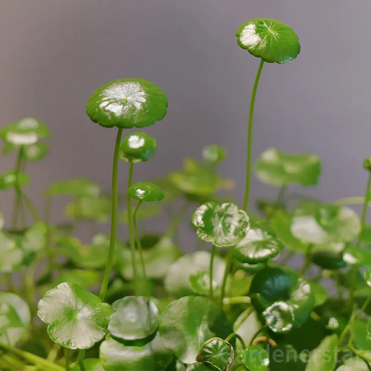 🍀Hydrocotyle Vulgaris Seeds-Copper Coin Grass