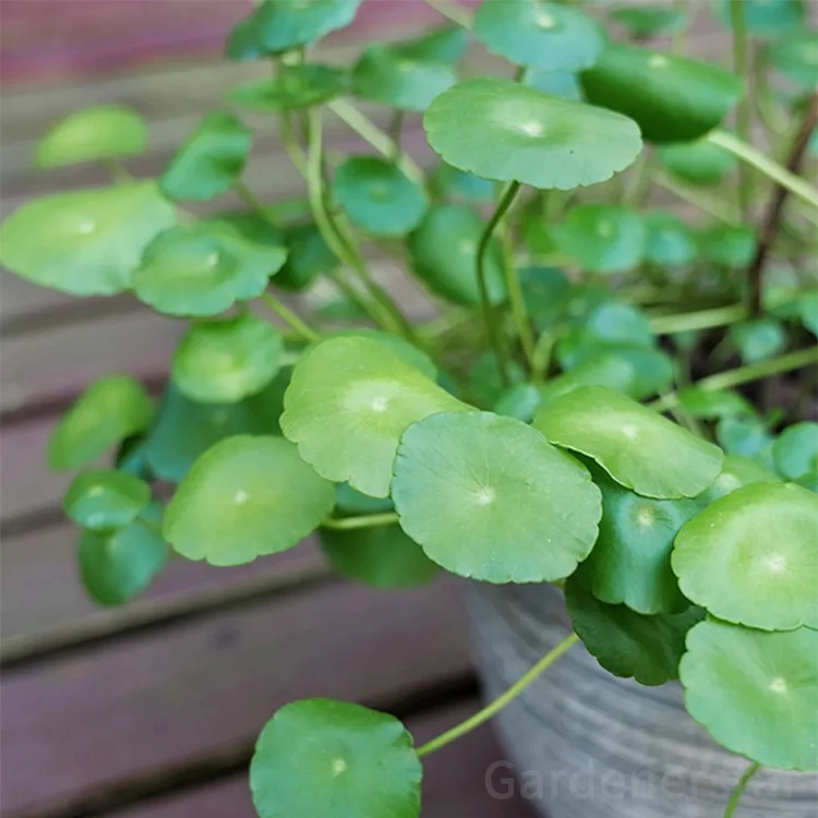 🍀Hydrocotyle Vulgaris Seeds-Copper Coin Grass