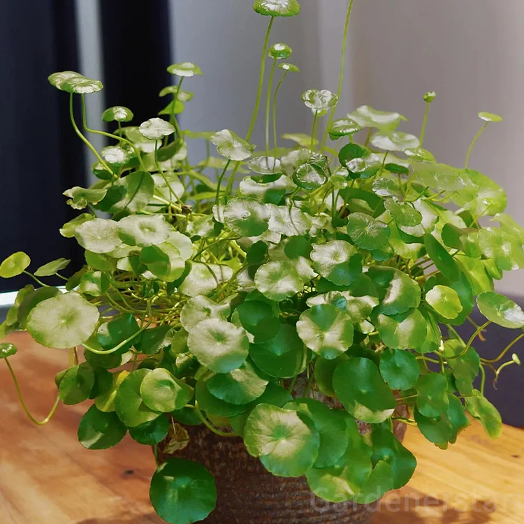 🍀Hydrocotyle Vulgaris Seeds-Copper Coin Grass