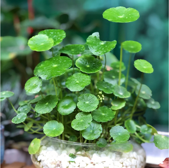 🍀Hydrocotyle Vulgaris Seeds-Copper Coin Grass