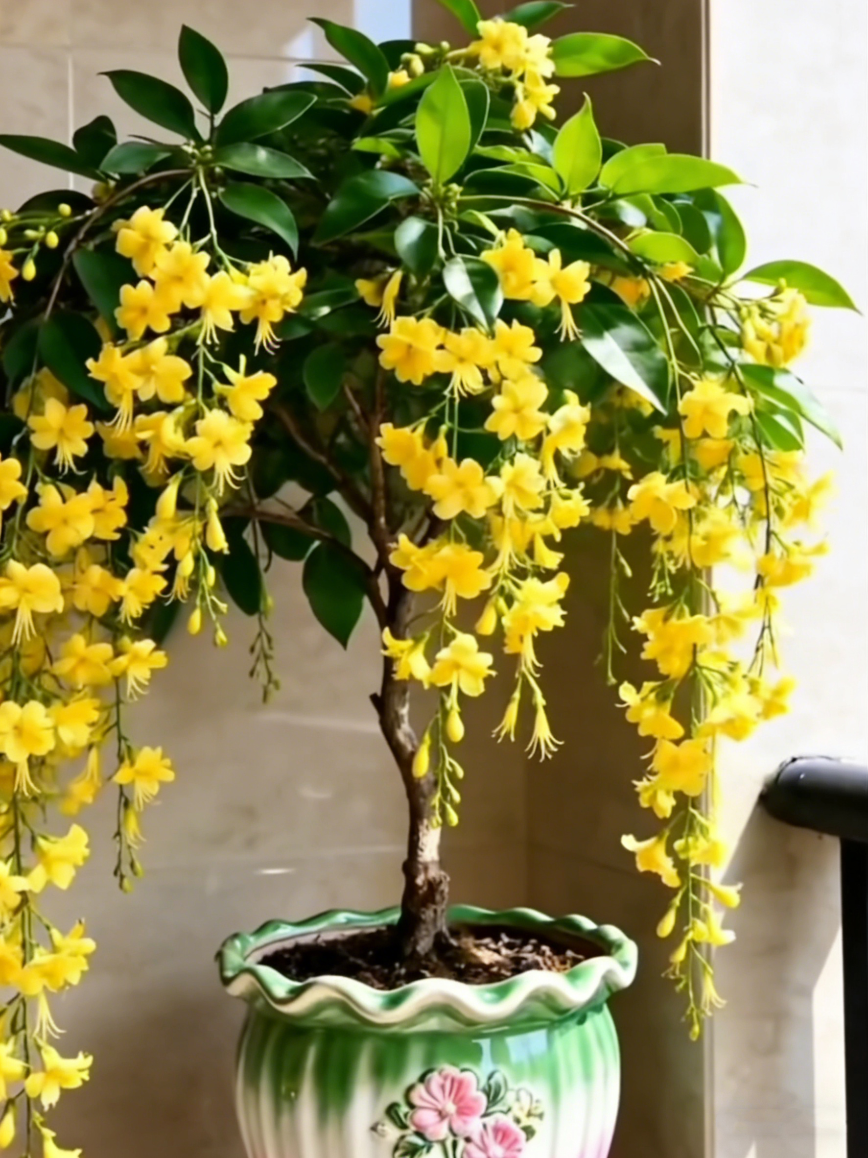 🌸【7 days germination】Last Day Up to 50% OFF💐Rare Weeping Jasmine Flowers Bulbs