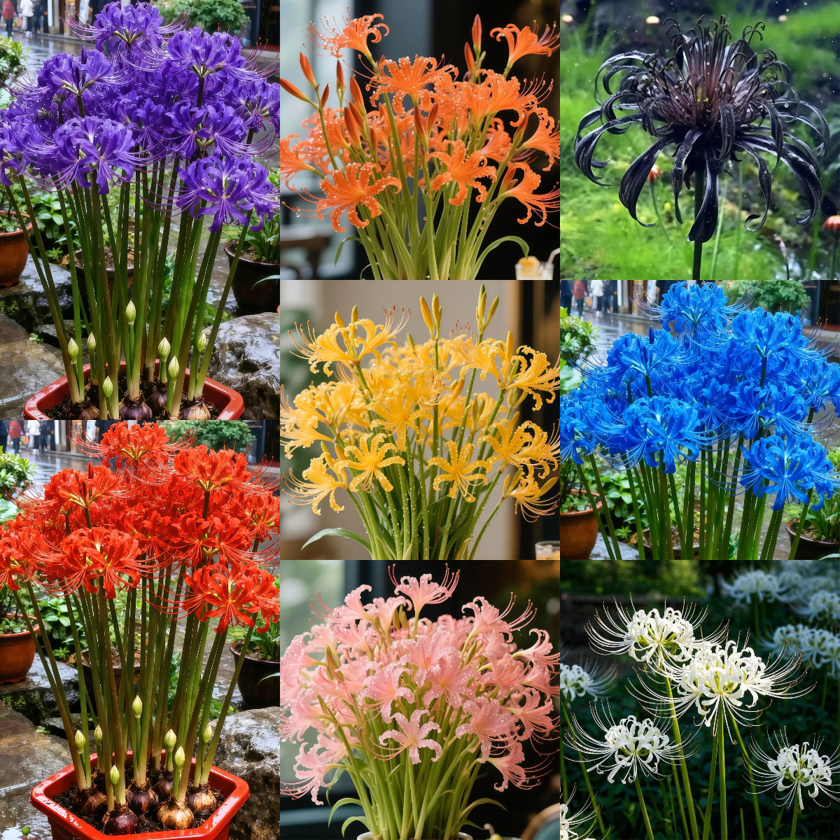 Multi Colors Spider Lily Bulbs