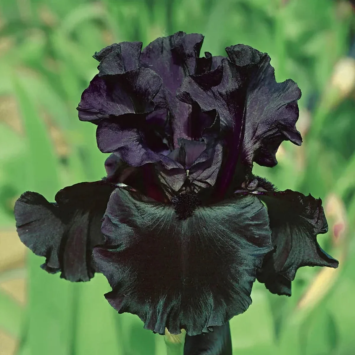 🖤Black Iris (Iris Germanica)—Easy To Grow