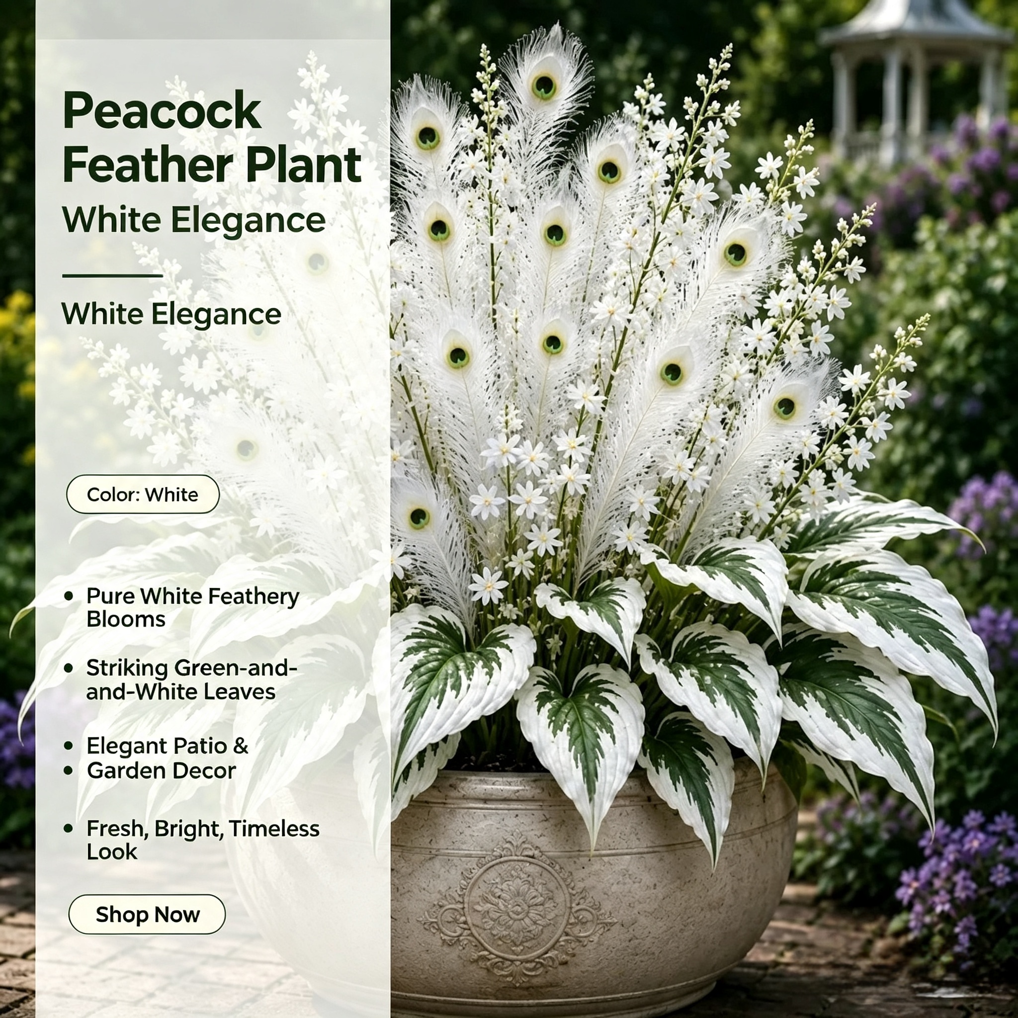🏠🦚 Peacock Flame Hosta Bulbs💥 Stunning Colors That Brighten Any Space