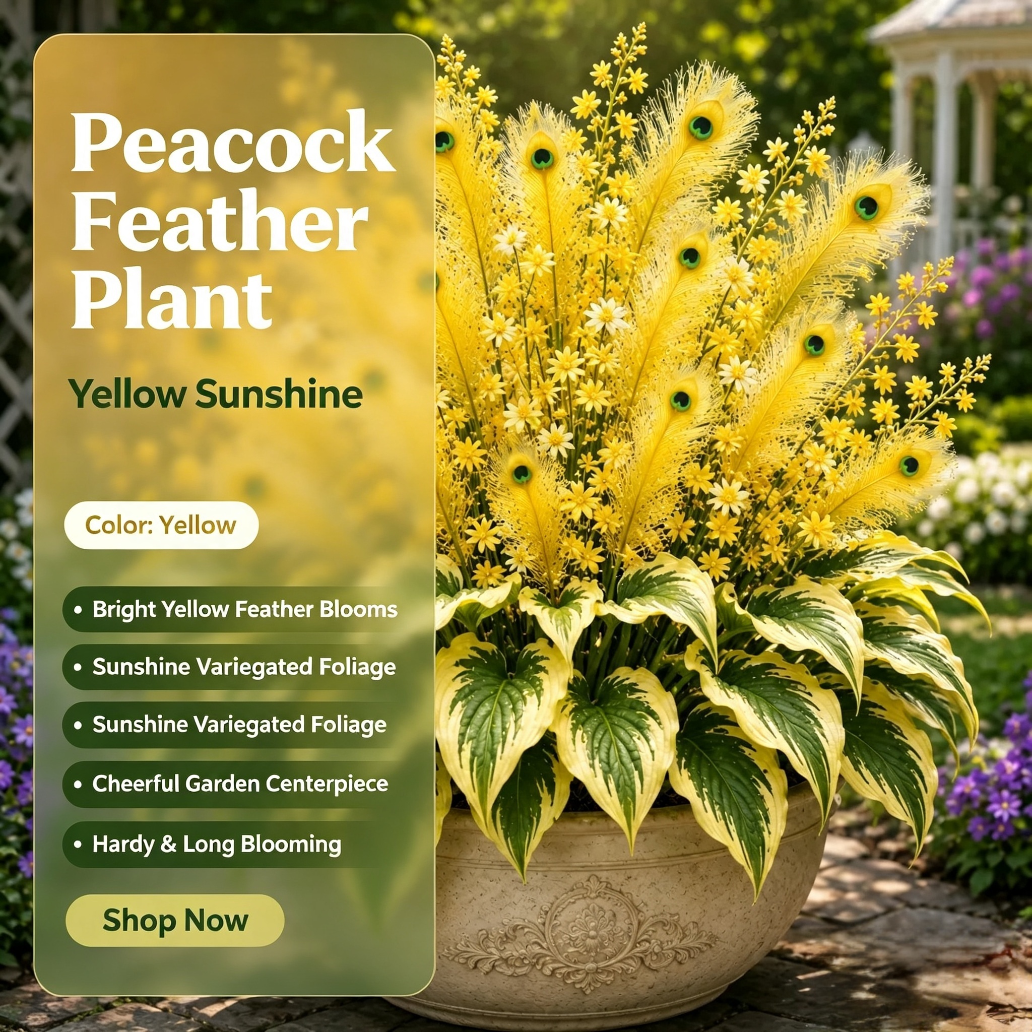 🏠🦚 Peacock Flame Hosta Bulbs💥 Stunning Colors That Brighten Any Space