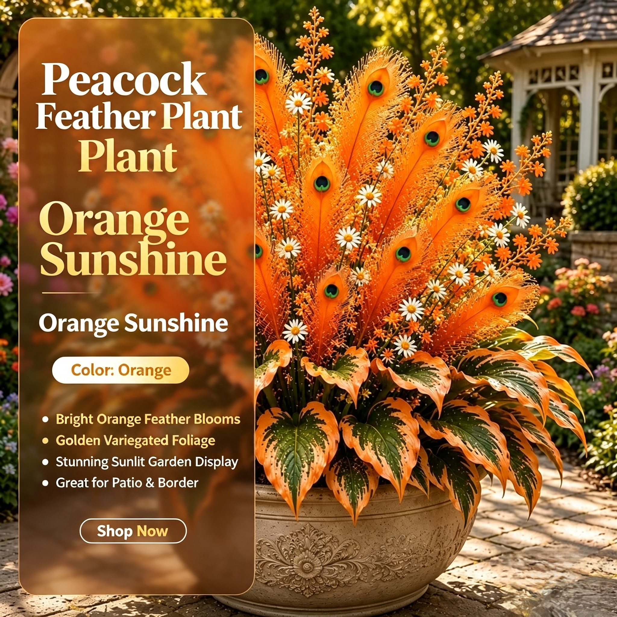 🏠🦚 Peacock Flame Hosta Bulbs💥 Stunning Colors That Brighten Any Space