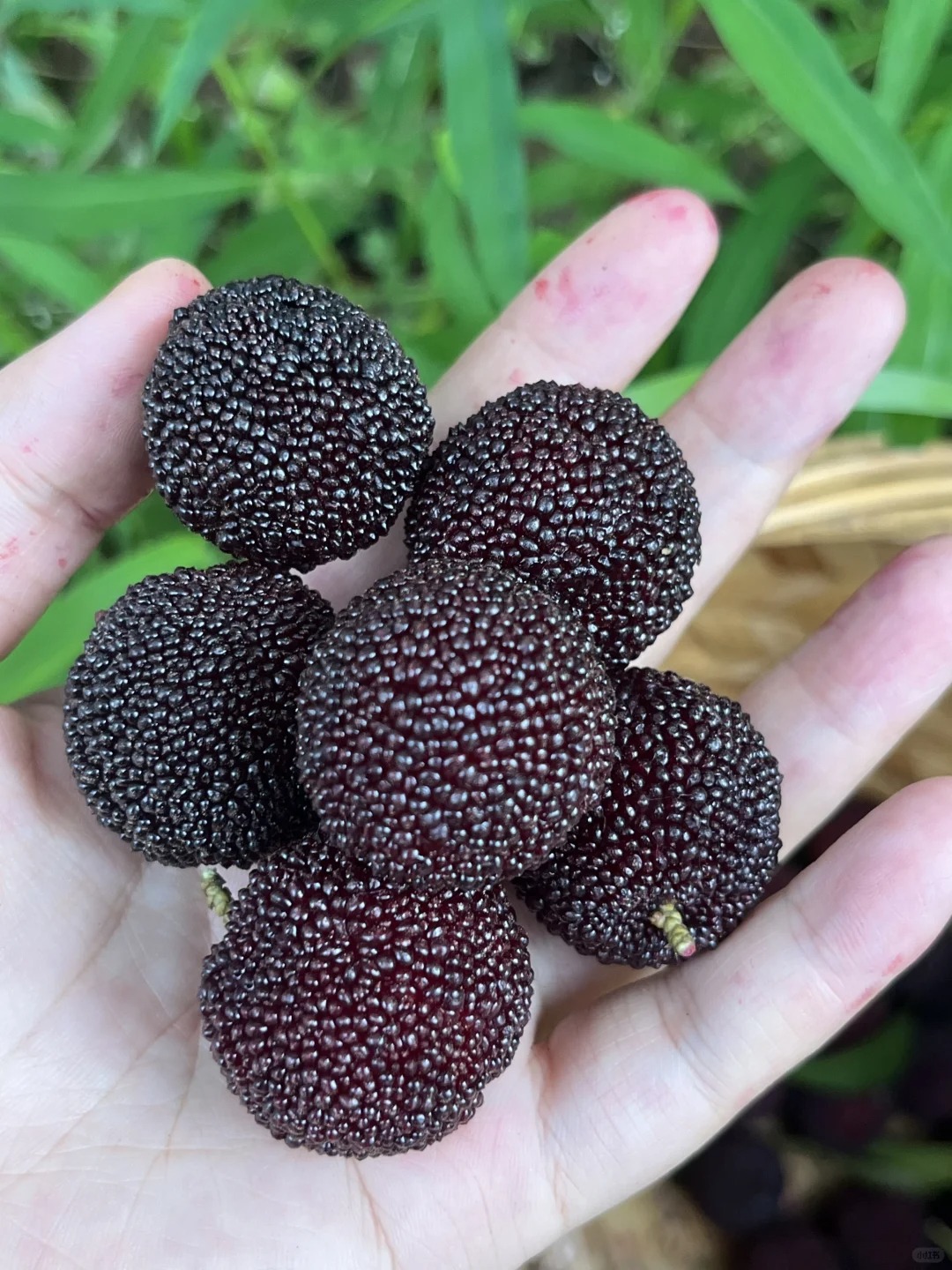 Giant Bayberry: Ping-Pong Ball Size, ⭐Strawberry-Cherry Fusion Flavor