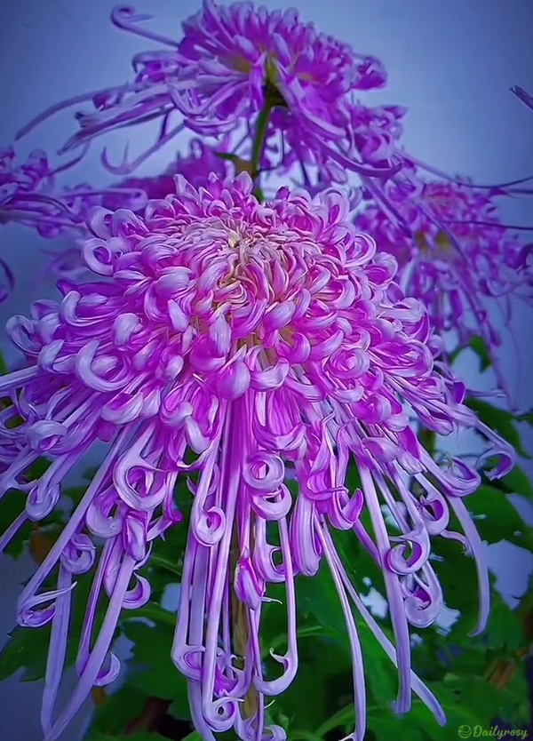 Beautiful Rare Spider Chrysanthemum 🌻 Very Easy
