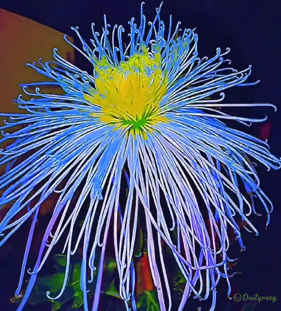 Beautiful Rare Spider Chrysanthemum 🌻 Very Easy