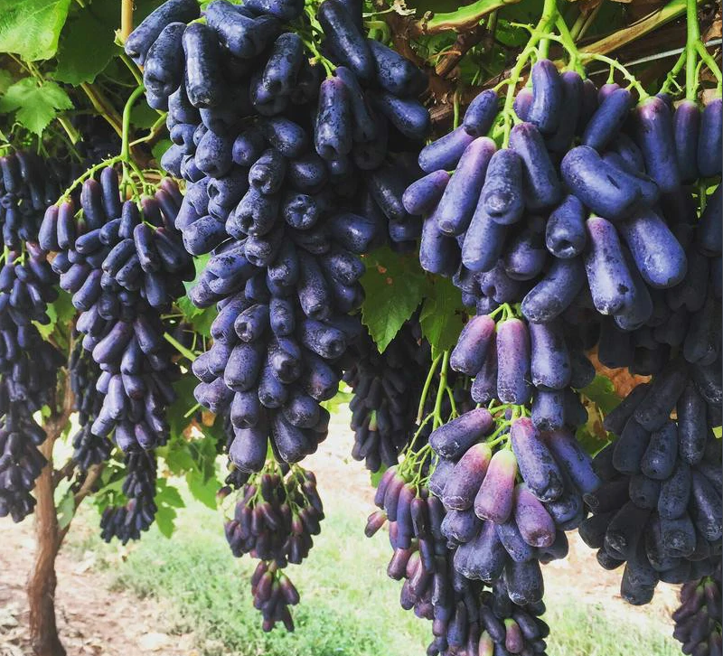 Sapphire Grapes Seeds
