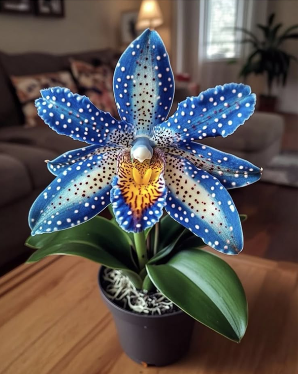 Iris butterfly seeds