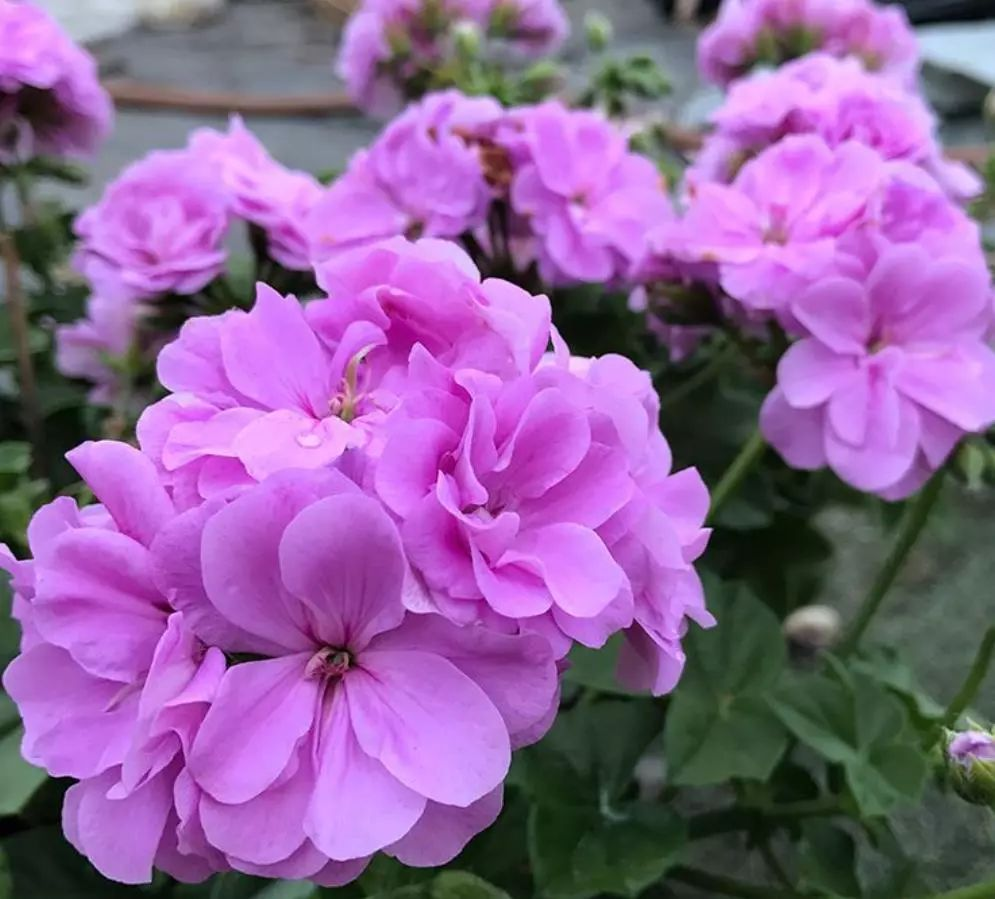 🌸Geranium - Summer Tranquility