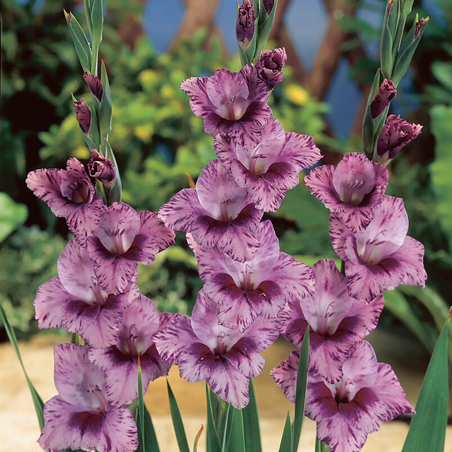 🎉Limited Time Offer: 50% Off : Gladiolus Bulbs!