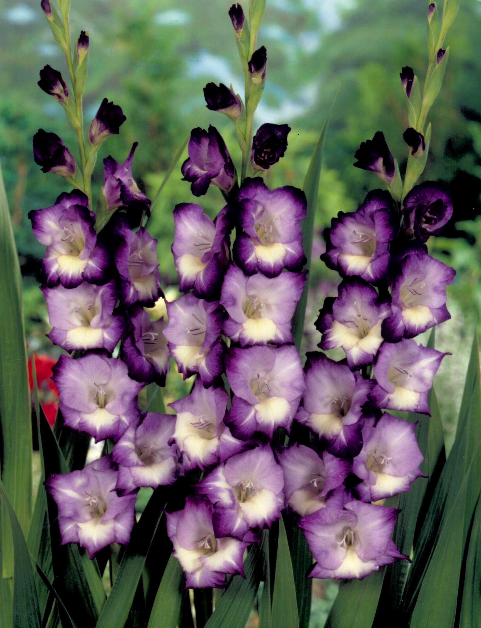 🎉Limited Time Offer: 50% Off : Gladiolus Bulbs!