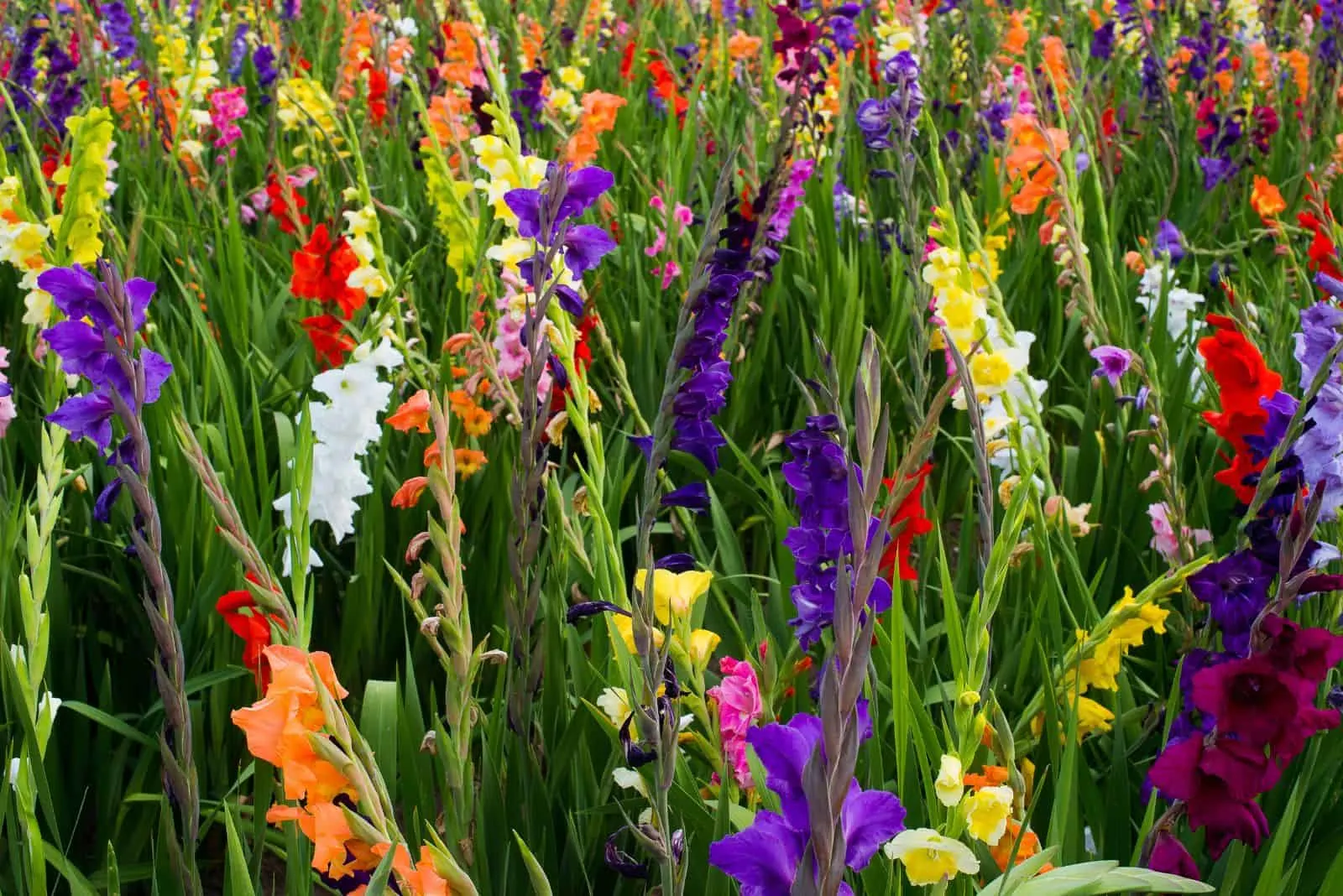 🎉Limited Time Offer: 50% Off : Gladiolus Bulbs!