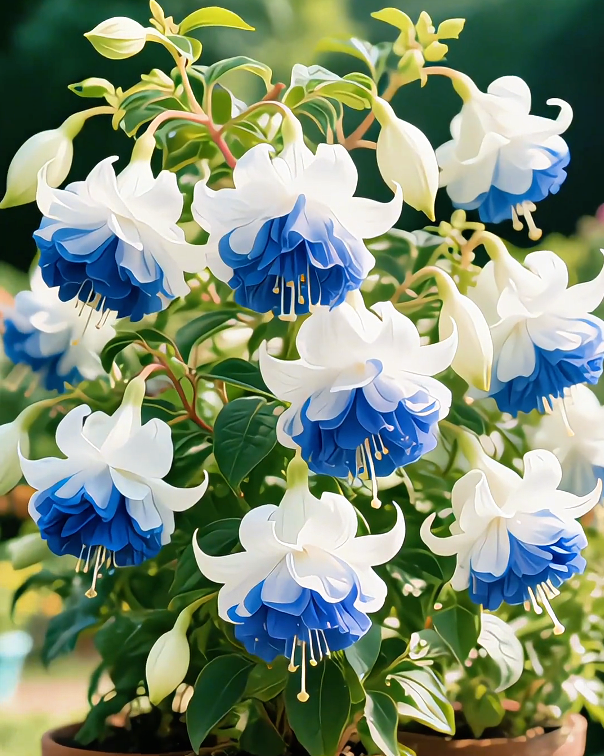 Medinilla Magnifica Seeds – Exotic Lantern-Like Blooms