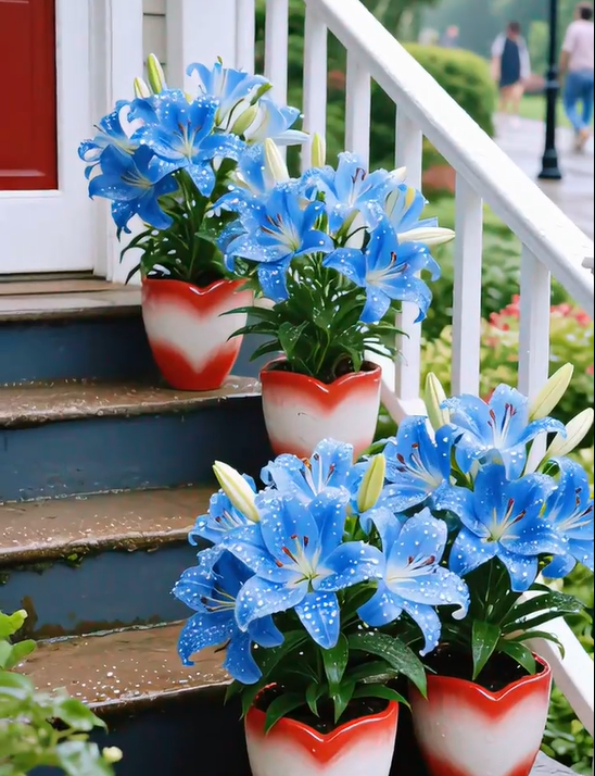 ⚜️Rare Color Double-Petaled Fragrant lily bulbs—Fresh and Sweet