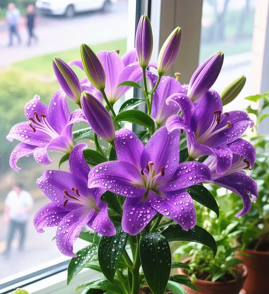 ⚜️Rare Color Double-Petaled Fragrant lily bulbs—Fresh and Sweet