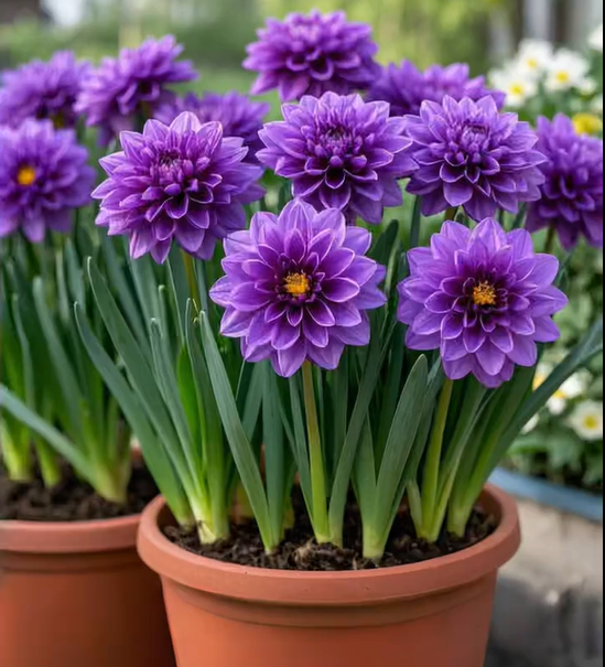 Large Flower Fragrance Fairy Dahlia Seeds