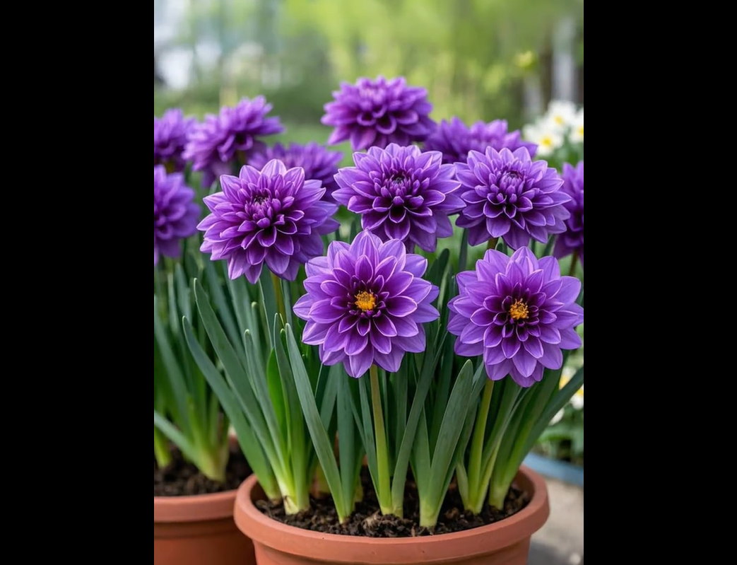 Large Flower Fragrance Fairy Dahlia Seeds