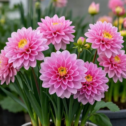 Large Flower Fragrance Fairy Dahlia Seeds