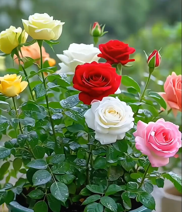 🌹 Double-Flowered Multicolor Rose – One Plant, a Garden of Color! 🎨✨