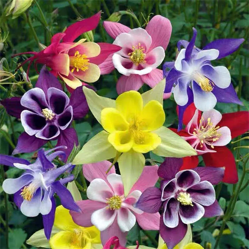 Columbine Mix Flower🐱🐾Cat's Paw Flowers Seeds