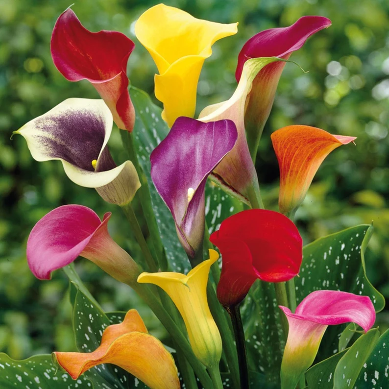Calla Lily Bulbs – The Magical Bloom That Never Fails