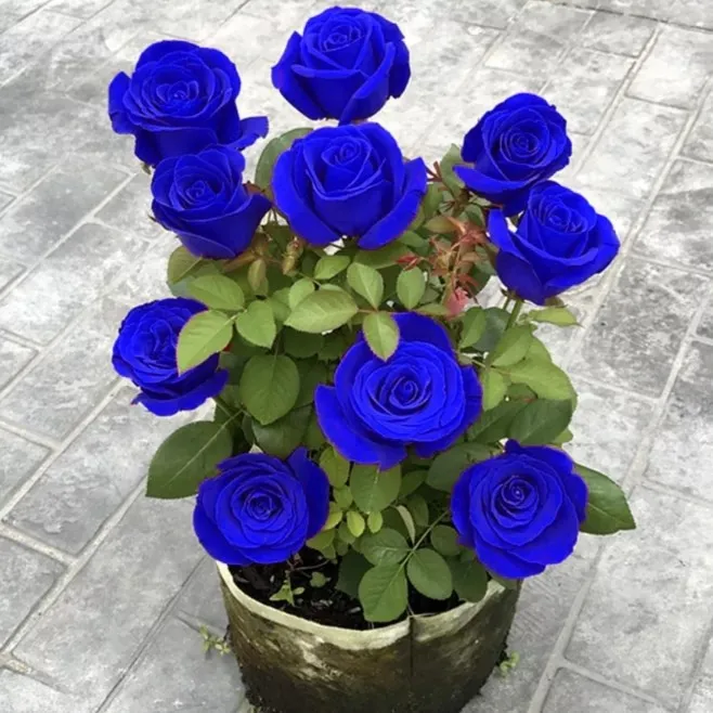 💙 Blue Enchantress Rose Seeds/A Rare Beauty That Blooms All Year Round 🌹✨