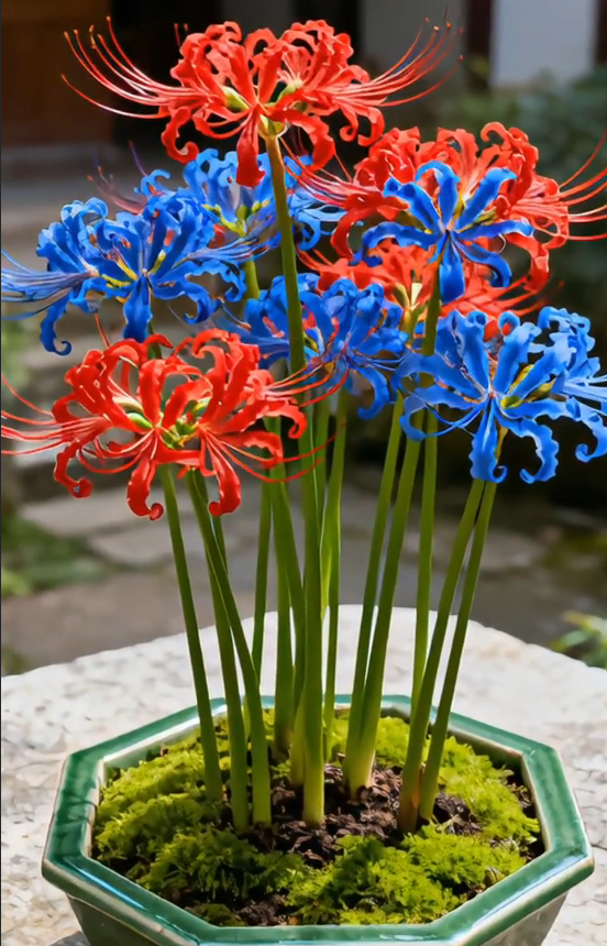 Multi Colors Spider Lily Bulbs