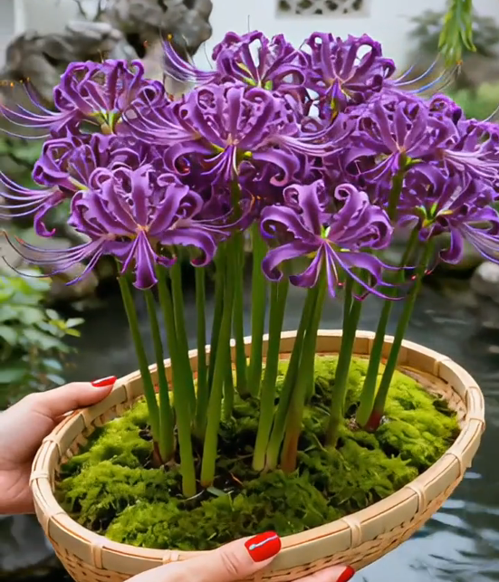 Multi Colors Spider Lily Bulbs