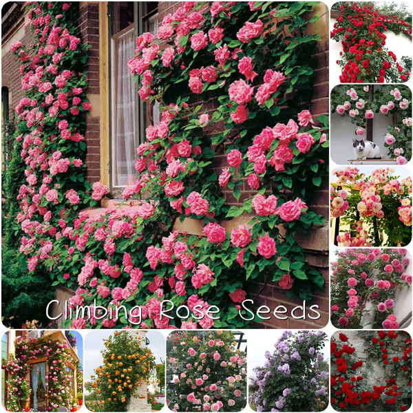 【3 days germination】🔥Last Day 49% OFF🌺Climbing Rose Seeds