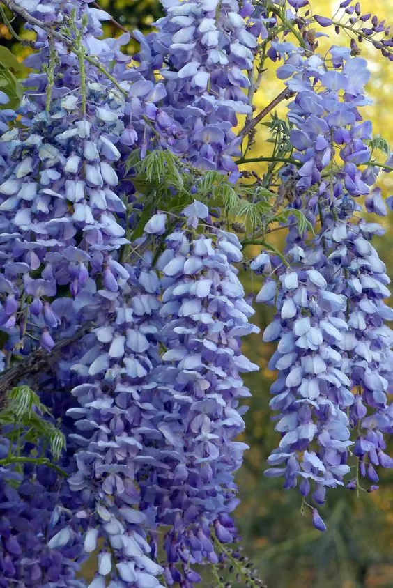 🌸WISTERIA - THE GARDEN'S CASCADING BEAUTY ALL YEAR ROUND