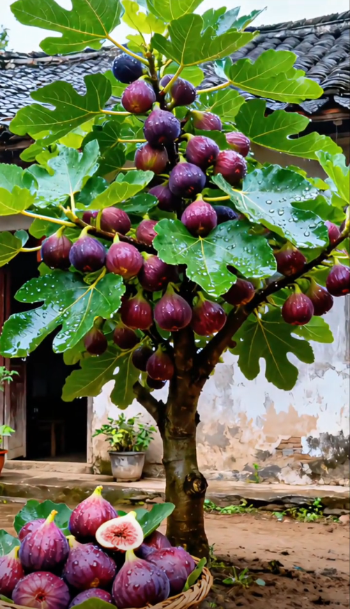🍑Super Giant Fig Tree Seeds - The Sweetness of a Peach in Every Bite! 🌟