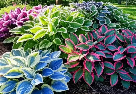 Mix Rare Hosta Flower Seeds
