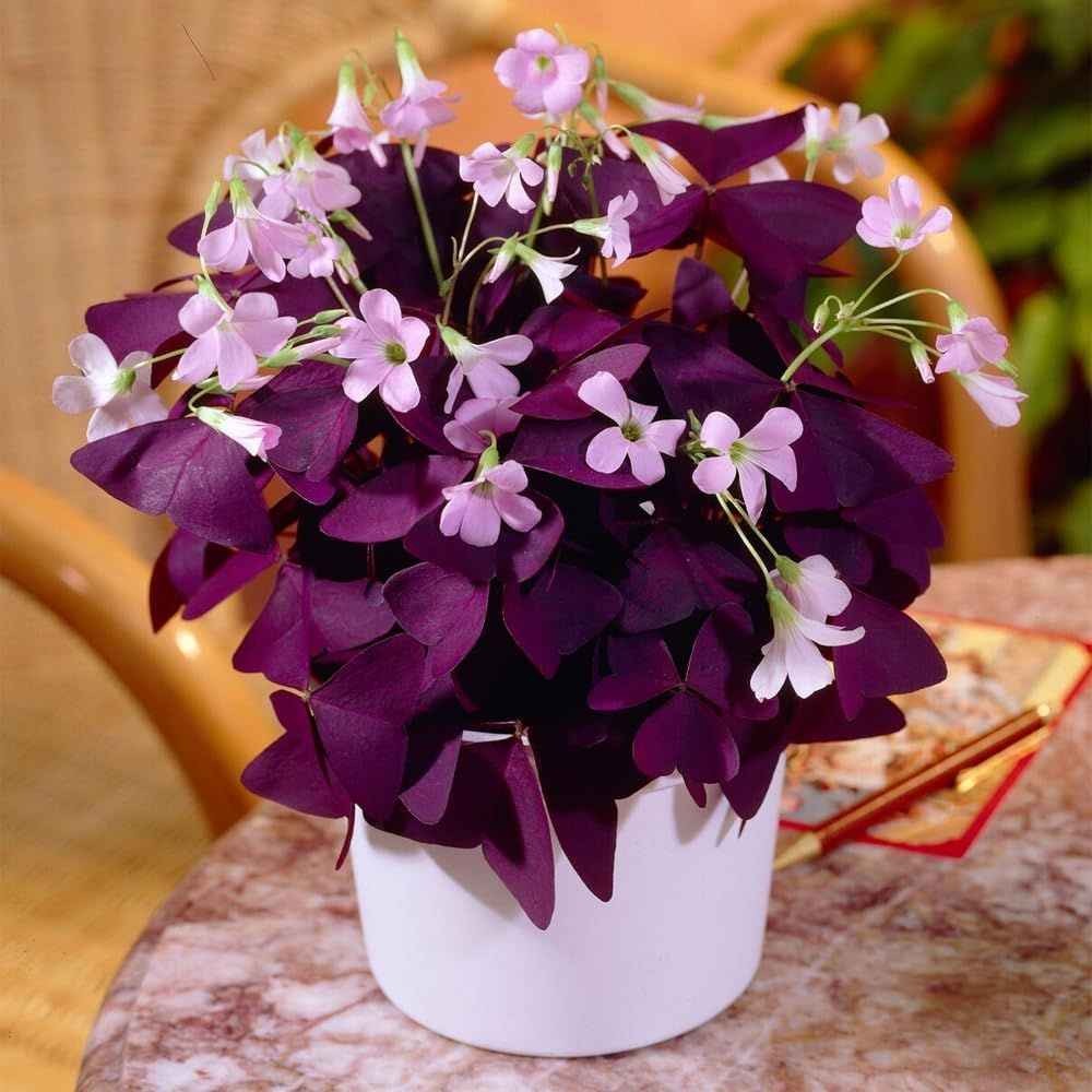 Oxalis Triangularis Purple Shamrock Good Luck Plant