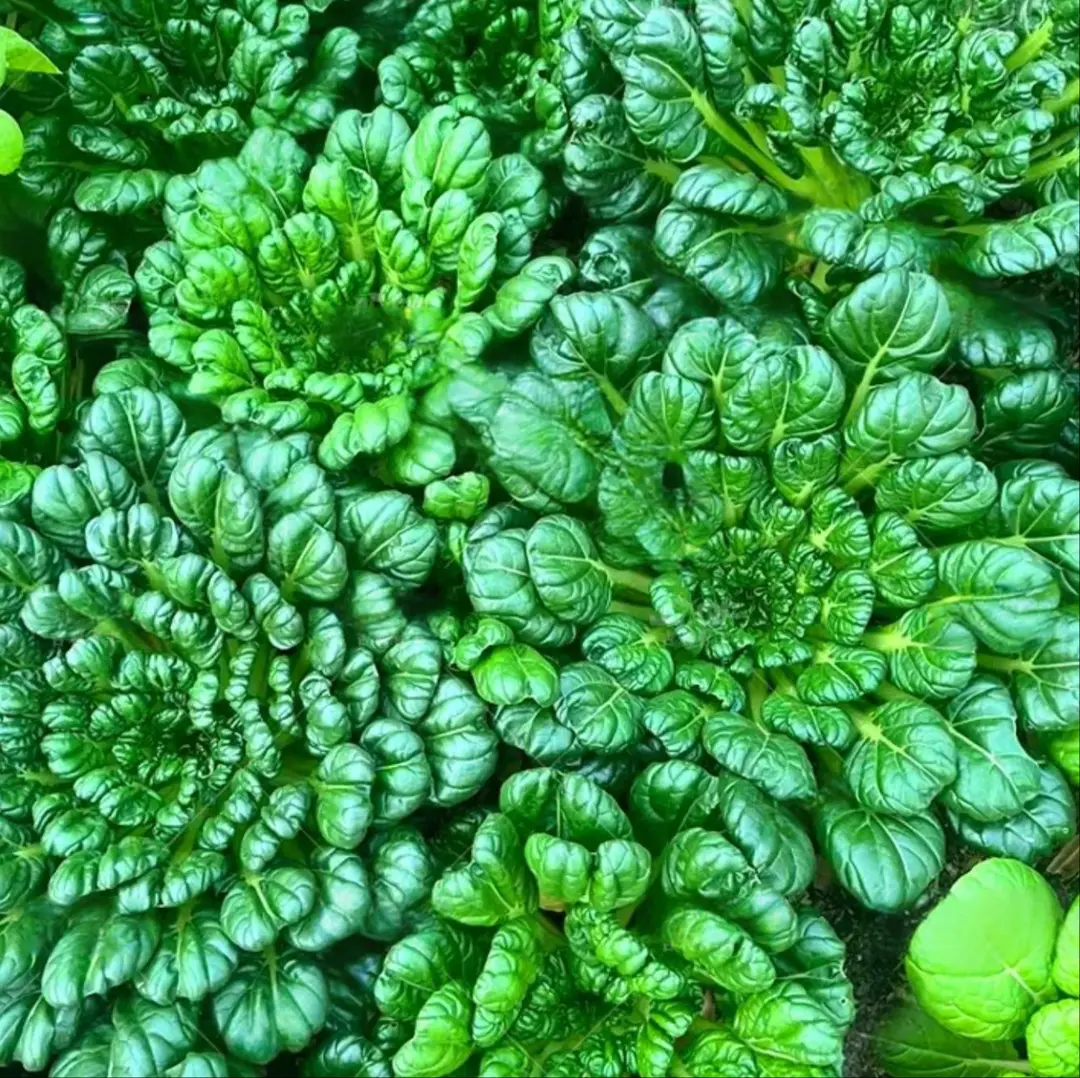 🥬Brassica Narinosa Seeds 🥬